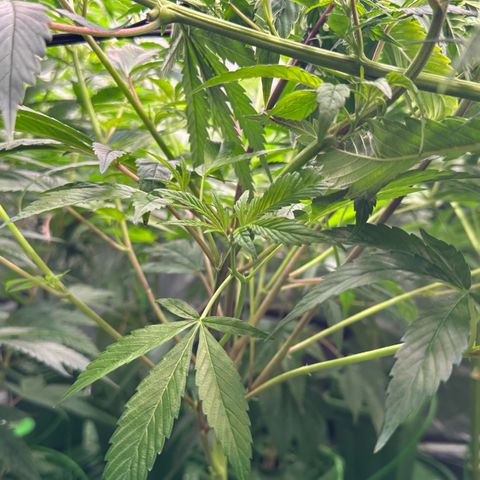 MiscxLAZ #26 C #1 47.15g growlog timeline photo