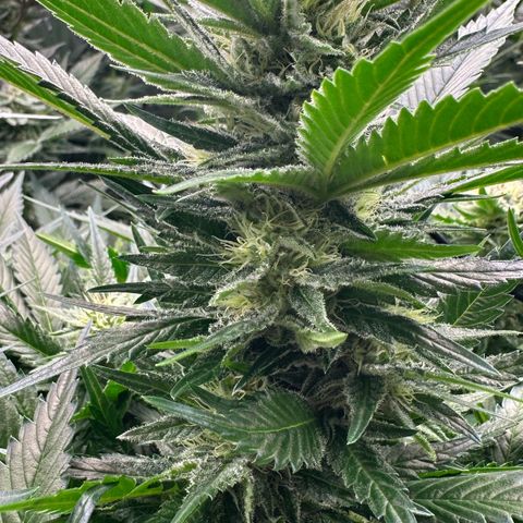 Fuel D.OG #1 Female 47.36g growlog timeline photo
