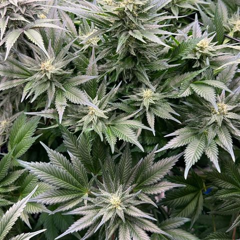 Fuel D.OG #1 Female 47.36g growlog timeline photo