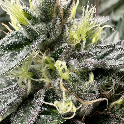 CxLAZ #03 C #1 58.58g growlog timeline photo