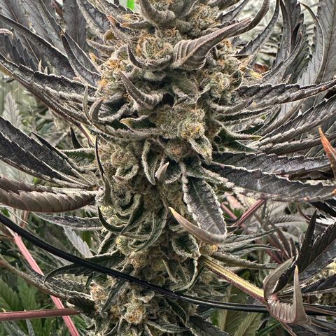 CxLAZ #16 50.72g growlog timeline photo