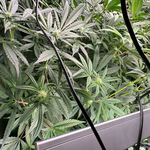 MiscxLAZ #26 C #1 47.15g growlog timeline photo