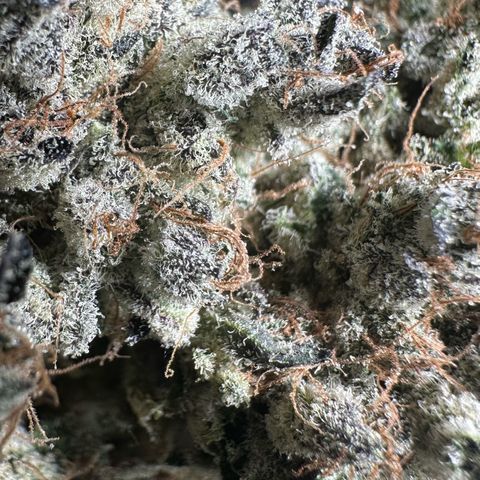 CxLAZ #24 37.13g growlog timeline photo