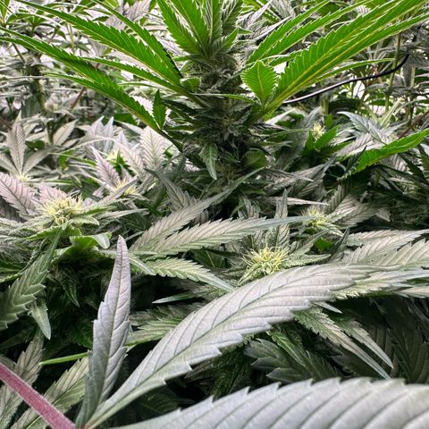 Fuel D.OG #1 Female 47.36g growlog timeline photo