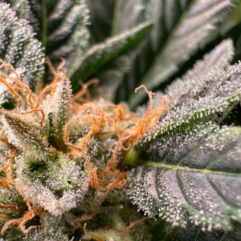Fuel D.OG #2 Female 49.44g M growlog timeline photo