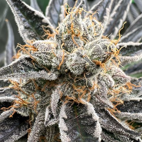 CxLAZ #11 50.28g growlog timeline photo