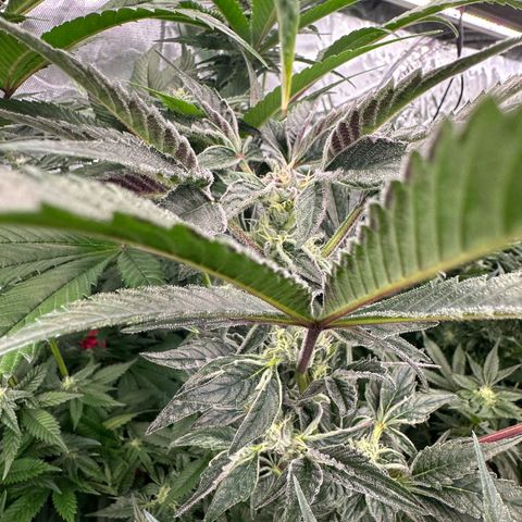 MiscxLAZ #37 C growlog timeline photo