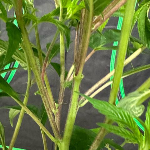 MiscxLAZ #26 C #1 47.15g growlog timeline photo