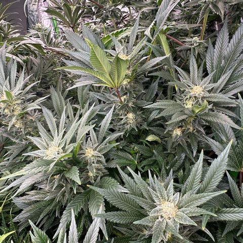 Fuel D.OG #2 Female 49.44g M growlog timeline photo
