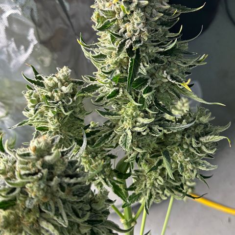 CxLAZ #15 52g growlog photo: Harvest day