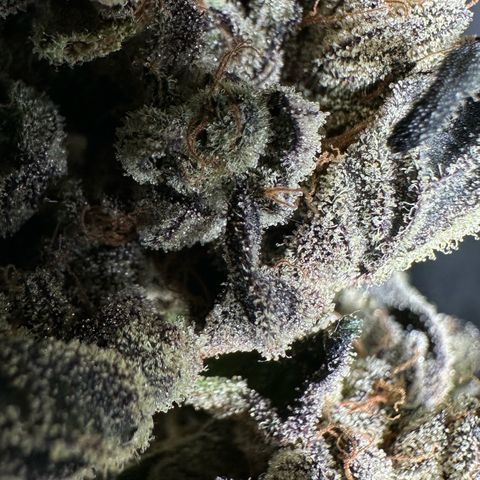 Misc x (LA Kush x Zkittles) #27 33.12g growlog photo: Moved to plastic bag