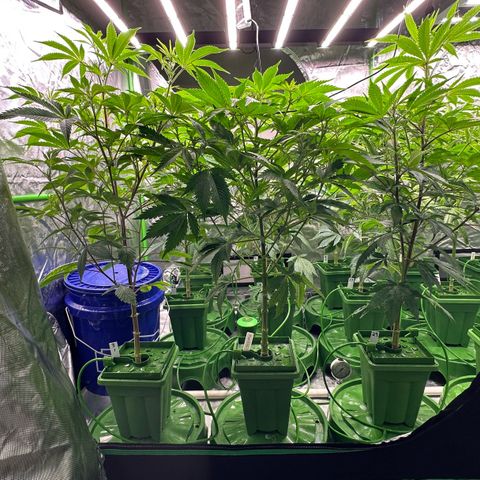 Fuel D.OG #1 Female 47.36g growlog timeline photo
