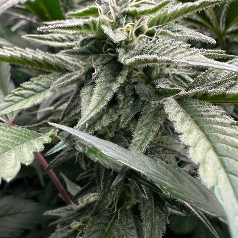 CxLAZ #03 C #1 58.58g growlog timeline photo