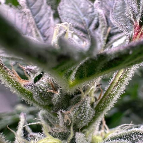 MiscxLAZ #37 C growlog timeline photo