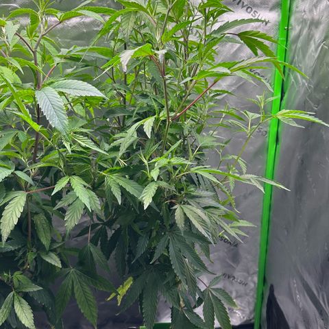 CxLAZ #15 C #1 growlog timeline photo