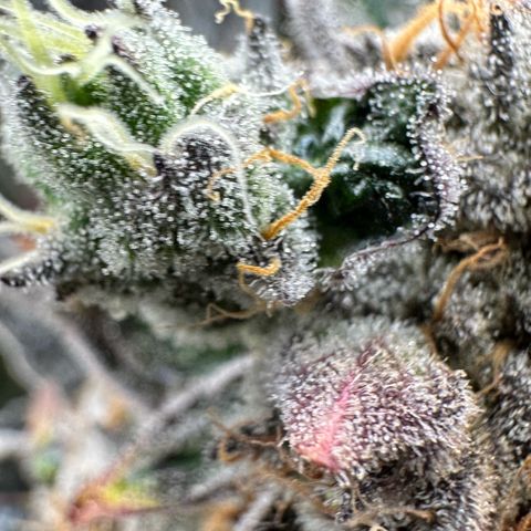 CxLAZ #31 58.75g growlog timeline photo