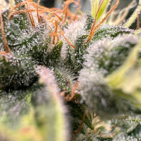 Fuel D.OG #1 Female 47.36g growlog timeline photo