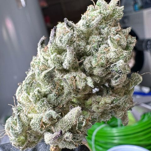 CxLAZ #24 37.13g growlog photo: Seeded bud