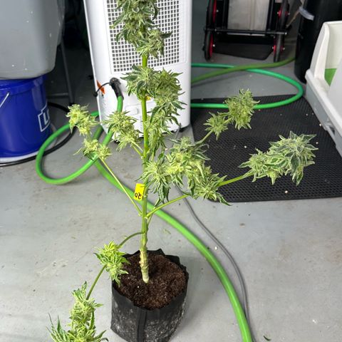 CxLAZ #20 13.7g growlog photo: Harvest day