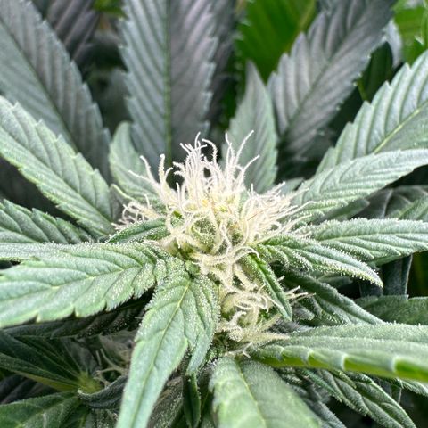 Fuel D.OG #2 Female 49.44g M growlog timeline photo