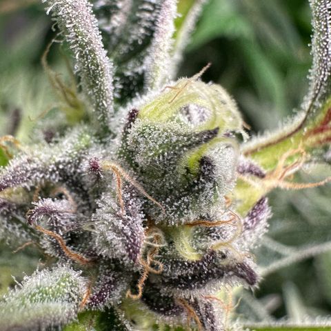 MiscxLAZ #37 C growlog timeline photo
