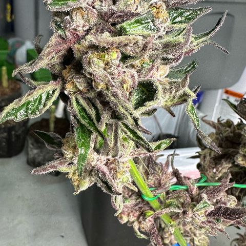 Misc x (LA Kush x Zkittles) #37 42.26g growlog photo: Harvest day