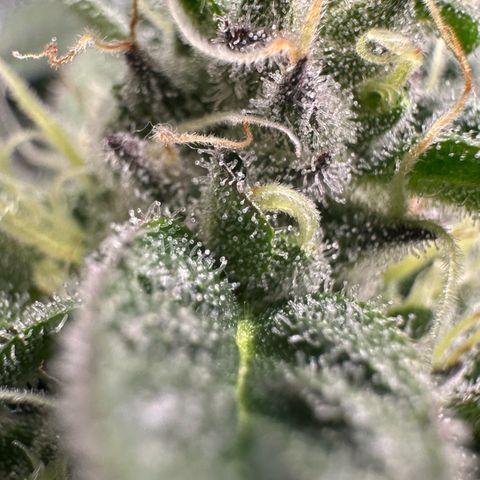 CxLAZ #03 C #1 58.58g growlog timeline photo