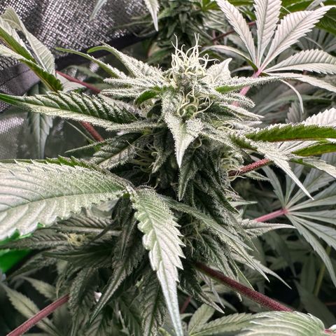 CxLAZ #03 C #1 58.58g growlog timeline photo