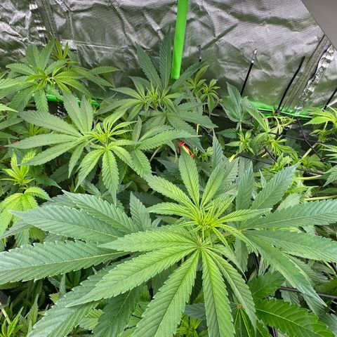 Fuel D.OG #2 Female 49.44g M growlog timeline photo