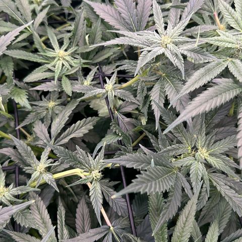 Fuel D.OG #1 Female 47.36g growlog timeline photo