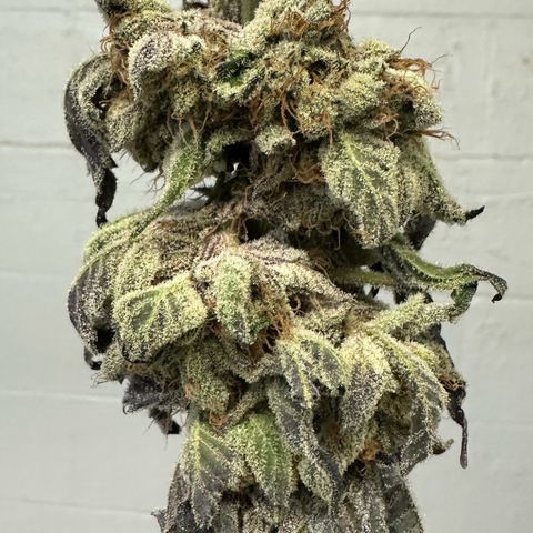 CxLAZ #16 50.72g growlog photo: Moved to plastic bag