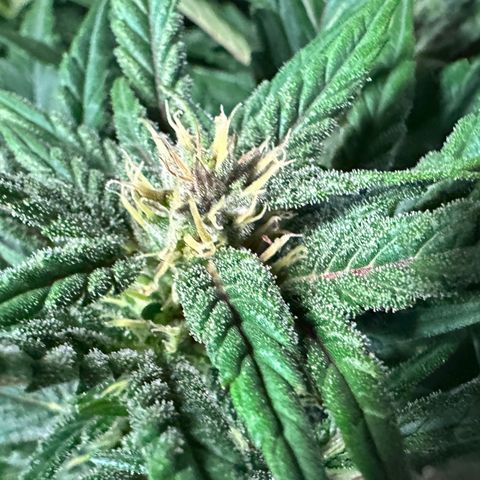 Fuel D.OG #1 Female 47.36g growlog timeline photo