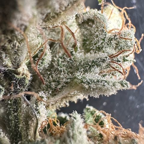 Misc x (LA Kush x Zkittles) #04 10.54g growlog timeline photo