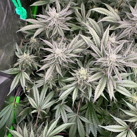 MiscxLAZ #22 C 42.33g growlog timeline photo