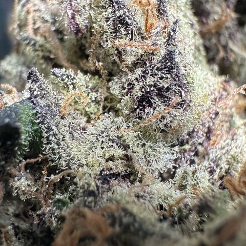 CxLAZ #03 45.52g growlog timeline photo