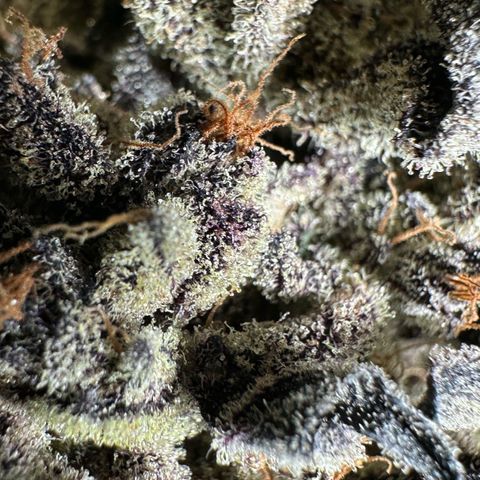 Misc x (LA Kush x Zkittles) #22 34.14g growlog photo: Moved to plastic bag