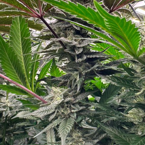 CxLAZ #03 C #1 58.58g growlog timeline photo