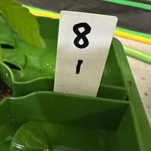 MiscxLAZ #08 C #1 growlog timeline photo