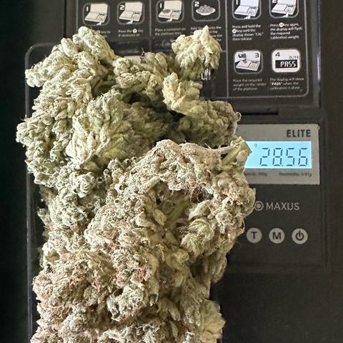 CxLAZ #06 growlog timeline photo