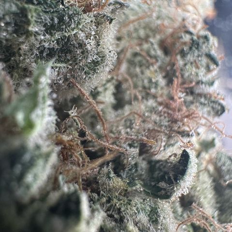 CxLAZ #15 52g growlog photo: Trim and put in grove bag, kind of dry.