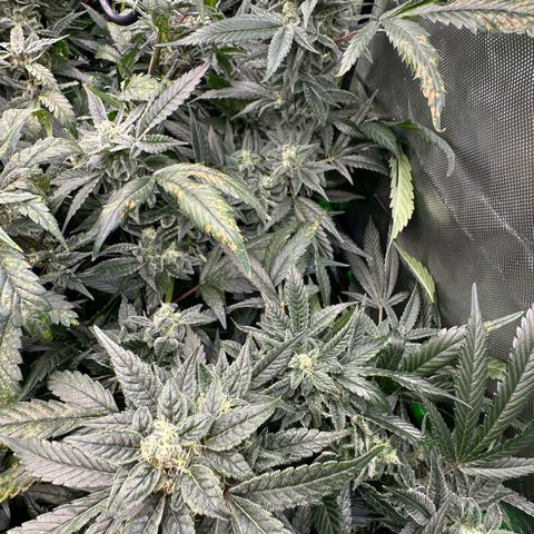 MiscxLAZ #08 C #1 growlog timeline photo