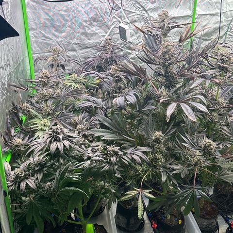 CxLAZ #16 50.72g growlog timeline photo