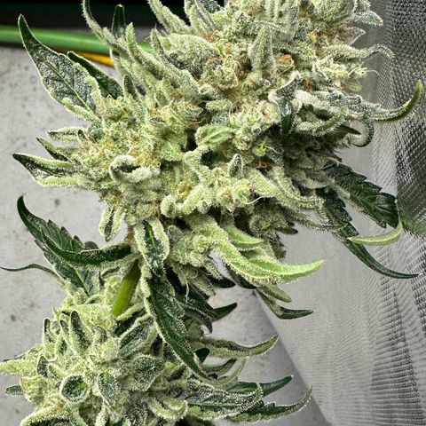CxLAZ #24 37.13g growlog photo: Harvest day