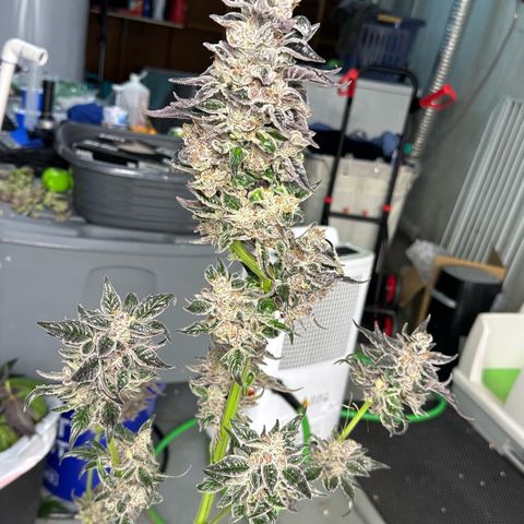 CxLAZ #03 45.52g growlog photo: Harvest day