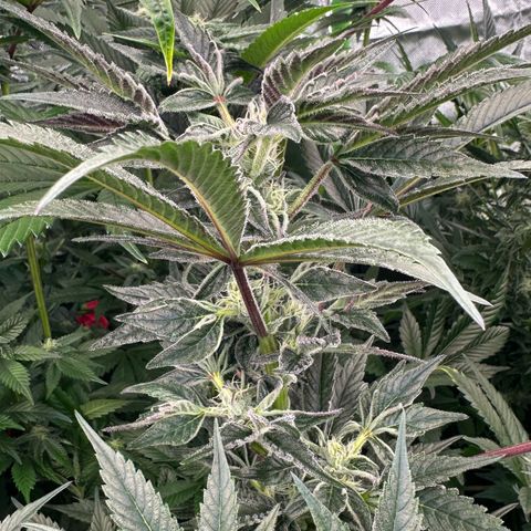 MiscxLAZ #37 C growlog timeline photo