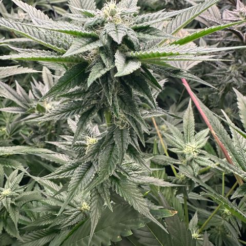 MiscxLAZ 5-4 34.63g growlog timeline photo