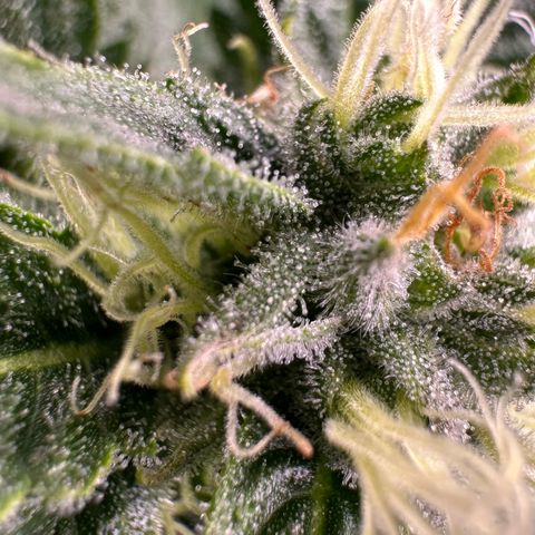 Fuel D.OG #1 Female 47.36g growlog timeline photo