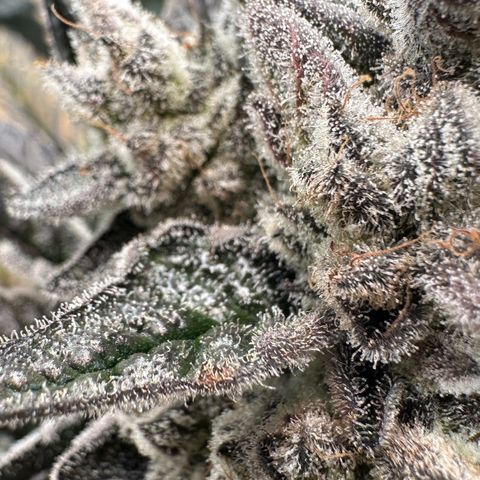 Misc x (LA Kush x Zkittles) #29 25.69g growlog timeline photo