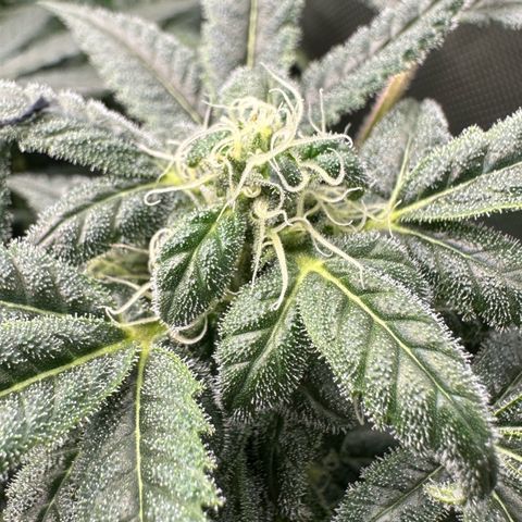 MiscxLAZ #08 C #1 growlog timeline photo