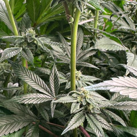 MiscxLAZ #26 C #1 47.15g growlog timeline photo